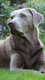 Labrador Retriever - Silber (Amira)