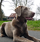 amy profilbild