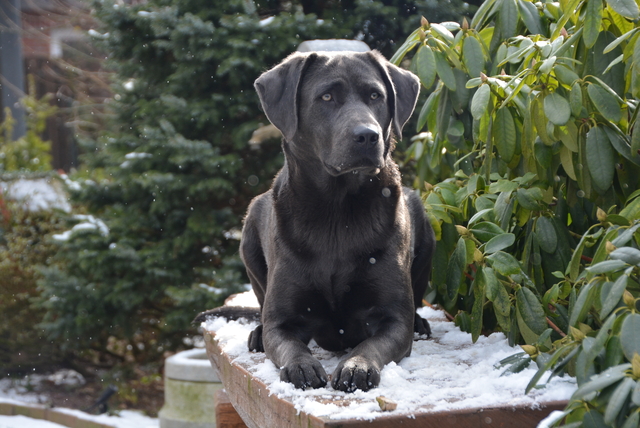 Jule im Schnee