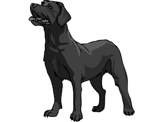 Labrador Retriever Charcoal