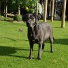 Welpen