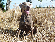 Amira im Kornfeld